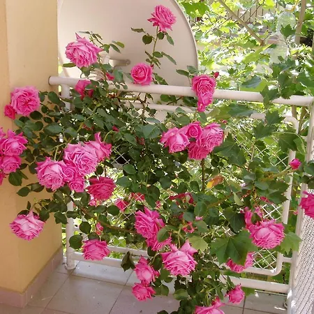 Hotel Rosa Zamárdi
